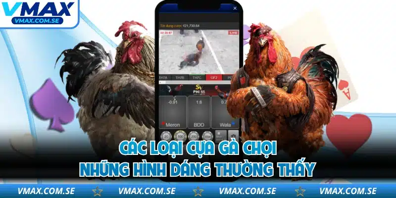Các Loại Cựa Gà Chọi - Những Hình Dáng Thường Thấy