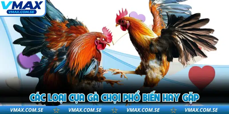 Các loại cựa gà chọi phổ biến hay gặp