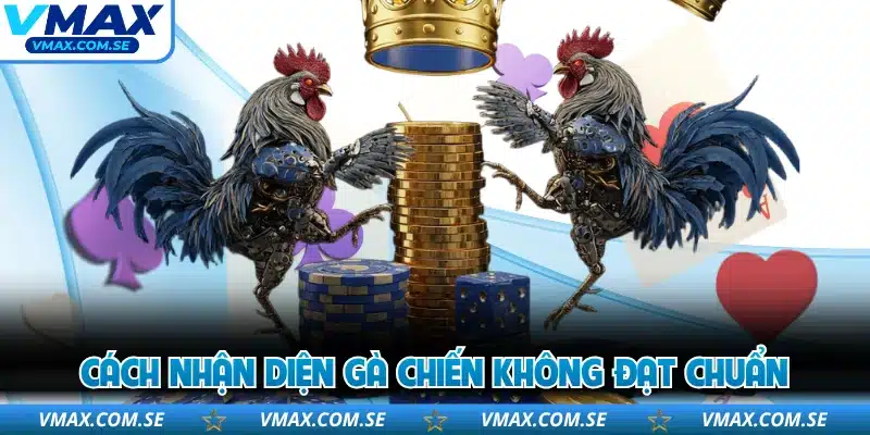 Cách nhận diện gà chiến không đạt chuẩn