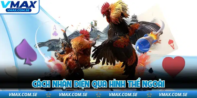 Cách nhận diện qua hình thể ngoài