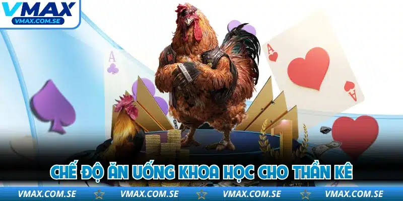 Chế độ ăn uống khoa học cho thần kê