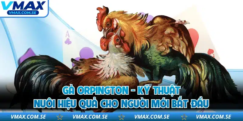 Gà Orpington - Kỹ Thuật Nuôi Hiệu Quả Cho Người Mới Bắt Đầu