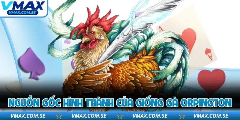 Nguồn gốc hình thành của giống gà Orpington