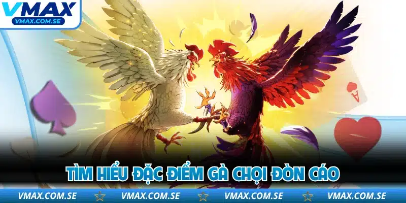 Tìm hiểu đặc điểm gà chọi đòn cáo