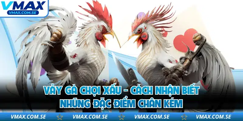 Vảy Gà Chọi Xấu - Cách Nhận Biết Những Đặc Điểm Chân Kém