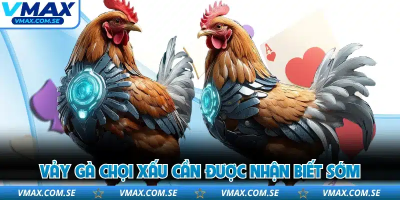 Vảy gà chọi xấu cần được nhận biết sớm